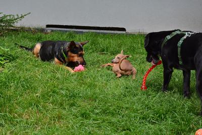 /images/2021-06-30-hunde-im-hof/M9F_9472_v2.thumbnail.JPG