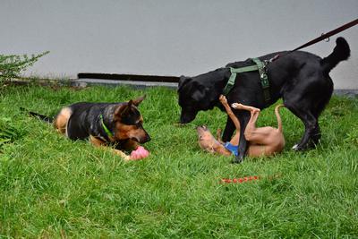 /images/2021-06-30-hunde-im-hof/M9F_9473_v2.thumbnail.JPG