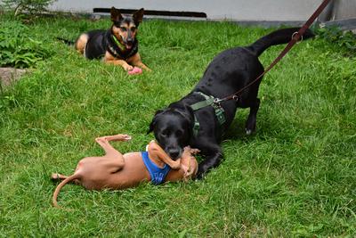/images/2021-06-30-hunde-im-hof/M9F_9474_v2.thumbnail.JPG