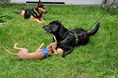 /images/2021-06-30-hunde-im-hof/M9F_9475_v2.thumbnail.JPG