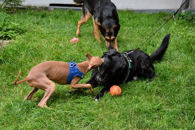 /images/2021-06-30-hunde-im-hof/M9F_9479_v2.thumbnail.JPG