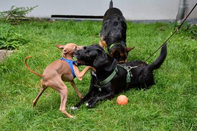 /images/2021-06-30-hunde-im-hof/M9F_9482_v2.thumbnail.JPG