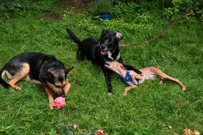 /images/2021-06-30-hunde-im-hof/M9F_9485_v2.thumbnail.JPG