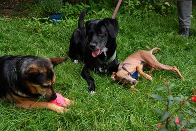 /images/2021-06-30-hunde-im-hof/M9F_9488_v2.thumbnail.JPG