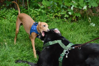 /images/2021-06-30-hunde-im-hof/M9F_9496_v2.thumbnail.JPG