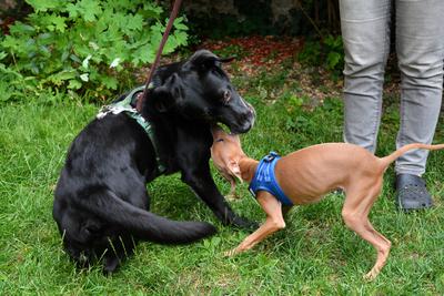 /images/2021-06-30-hunde-im-hof/M9F_9502_v2.thumbnail.JPG
