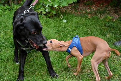 /images/2021-06-30-hunde-im-hof/M9F_9504_v2.thumbnail.JPG