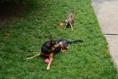 /images/2021-06-30-hunde-im-hof/M9F_9507_v2.thumbnail.JPG