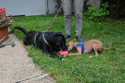 /images/2021-06-30-hunde-im-hof/M9F_9511_v2.thumbnail.JPG