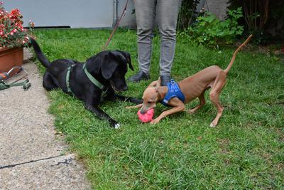 /images/2021-06-30-hunde-im-hof/M9F_9516_v2.thumbnail.JPG