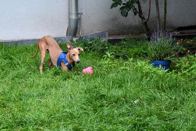 /images/2021-06-30-hunde-im-hof/M9F_9517_v2.thumbnail.JPG
