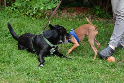 /images/2021-06-30-hunde-im-hof/M9F_9520_v2.thumbnail.JPG
