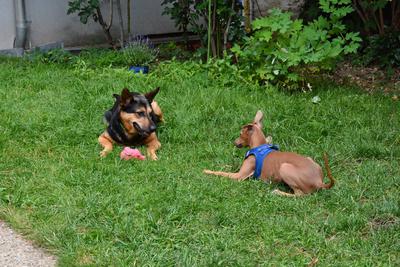 /images/2021-06-30-hunde-im-hof/M9F_9528_v2.thumbnail.JPG