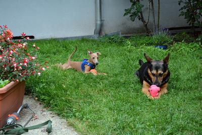 /images/2021-06-30-hunde-im-hof/M9F_9531_v2.thumbnail.JPG