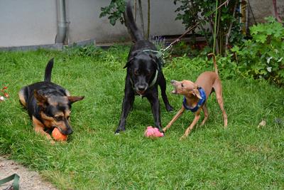/images/2021-06-30-hunde-im-hof/M9F_9535_v2.thumbnail.JPG