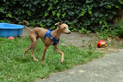 /images/2021-06-30-hunde-im-hof/M9F_9538_v2.thumbnail.JPG