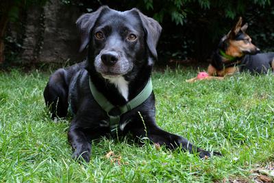 /images/2021-06-30-hunde-im-hof/M9F_9543_v2.thumbnail.JPG