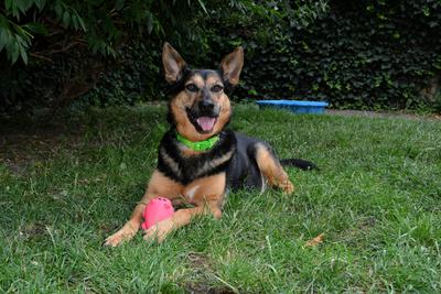 /images/2021-06-30-hunde-im-hof/M9F_9546_v2.thumbnail.JPG