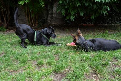 /images/2021-06-30-hunde-im-hof/M9F_9551_v2.thumbnail.JPG