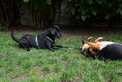 /images/2021-06-30-hunde-im-hof/M9F_9552_v2.thumbnail.JPG