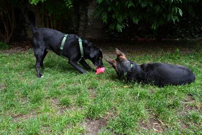 /images/2021-06-30-hunde-im-hof/M9F_9554_v2.thumbnail.JPG