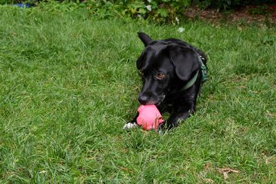 /images/2021-06-30-hunde-im-hof/M9F_9561_v2.thumbnail.JPG