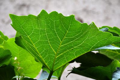 /images/2021-06-30-hunde-im-hof/M9F_9563_v4.thumbnail.JPG