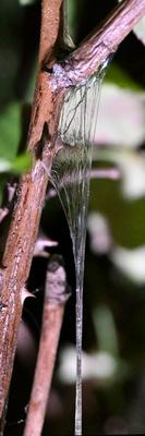 /images/2023-09-12-tigerschnegel/M9F_0834_v2.thumbnail.JPG