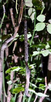 /images/2023-09-12-tigerschnegel/M9F_0839_v2.thumbnail.JPG