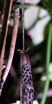 /images/2023-09-12-tigerschnegel/M9F_0841_v2.thumbnail.JPG